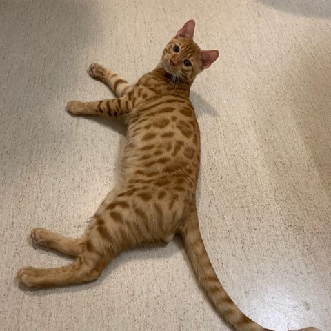 Bengal kattunger Oransje🧡 Grå🩶