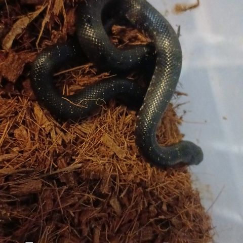 A5, 1.0. Lampropeltis getula nigrita, kongesnok