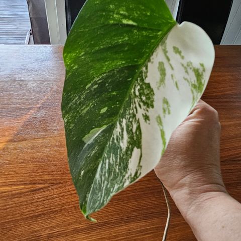 Monstera Variegata stikling #2