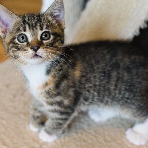 Nydelige kattungene Nudel 🩷& Nonny 💙 Adopter fra Lucas Org 🐾