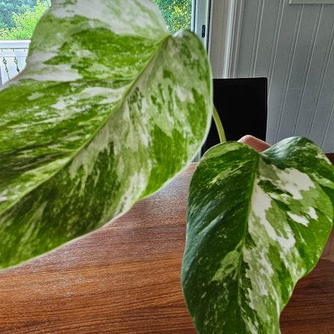 Monstera Variegata toppstikling #8