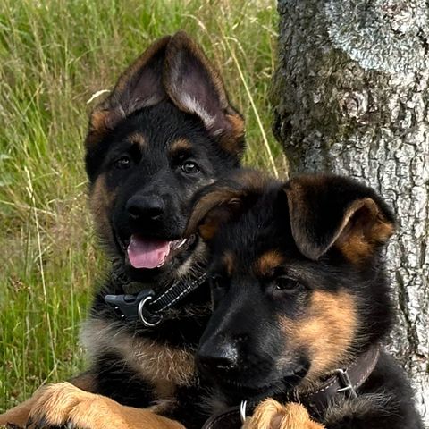 Schæfer med rettrygg!! Bare 1 tispe og 1 hann hunden.