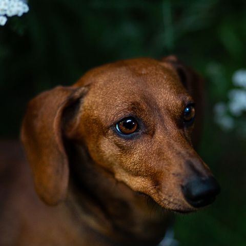 Dachshund tispe