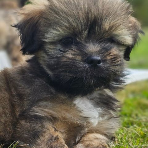 Allergivennlige, tibetanske tempelhunder, lhasa apso valper med stamtavle selges