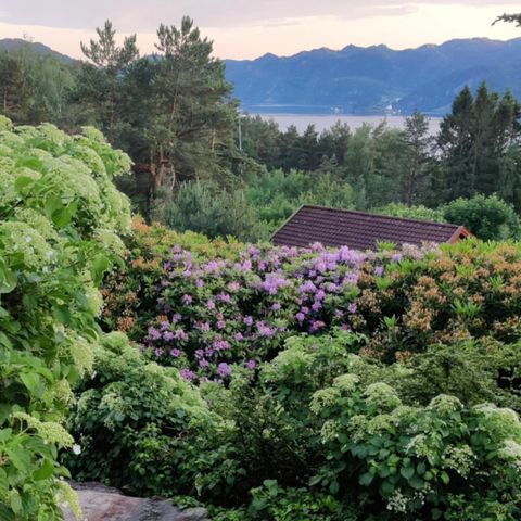 10-16 stk Rhododendron, hvite og lilla