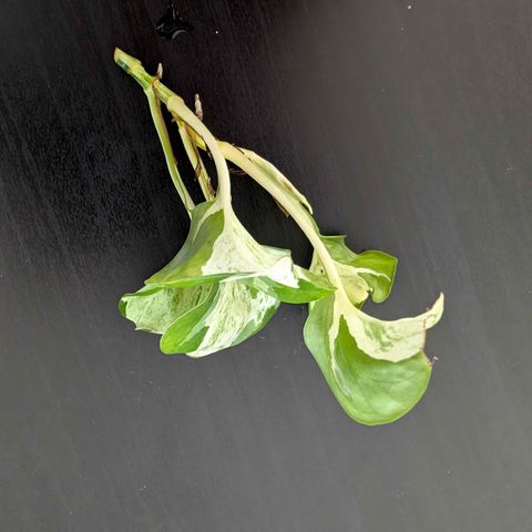 Manjula Pothos stiklinger