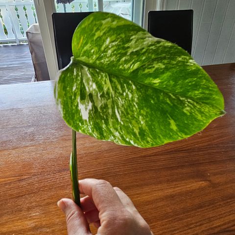 Monstera Variegata stikling #4