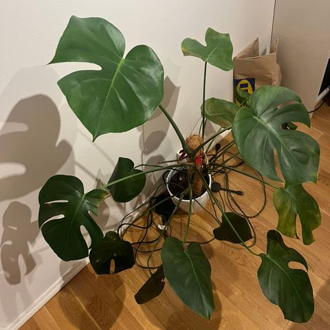 Monstera selges