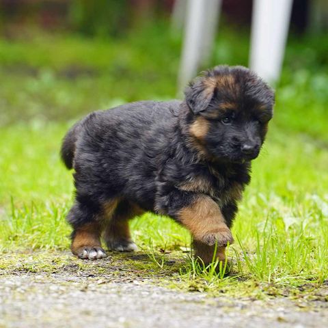 Schæfer langhår - hann valp 🐾