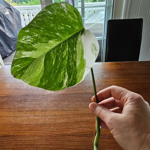 Monstera Variegata stikling #7