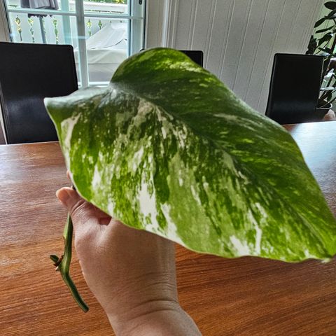 Monstera Variegata stikling #13