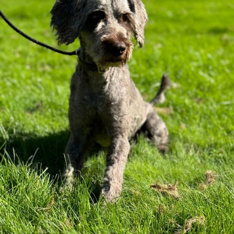 Australian cobberdog gutt , 4 år gammel , liten medium