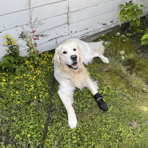 Søker hundepass fredag 26. juli