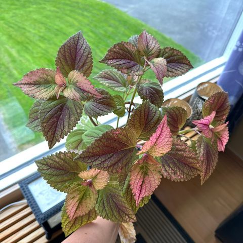 Coleus