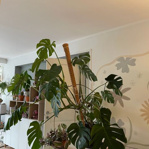 Stor monstera! 140cm