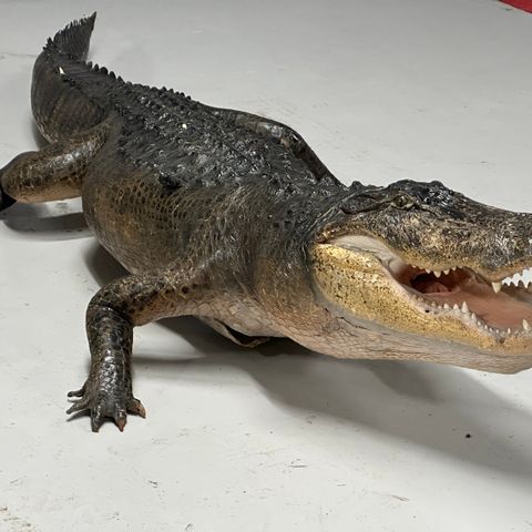 Alligator på 3.2 Meter til salgs!