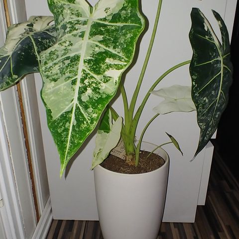 Alocasia Frydek Variegata knoller