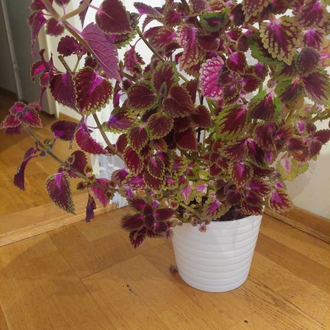 China rose coleus