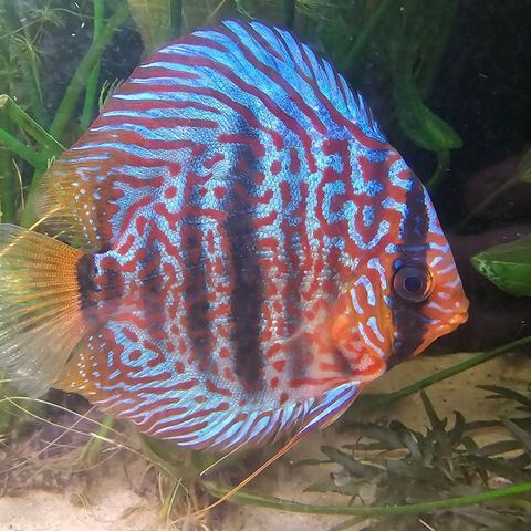 xl Heckel Cross discus