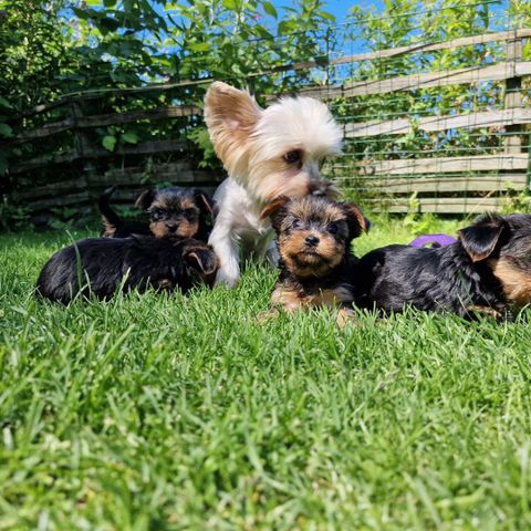 Yorkshire terrier valper tilsalgs   leveringsklar 15 august m/ stamtavle