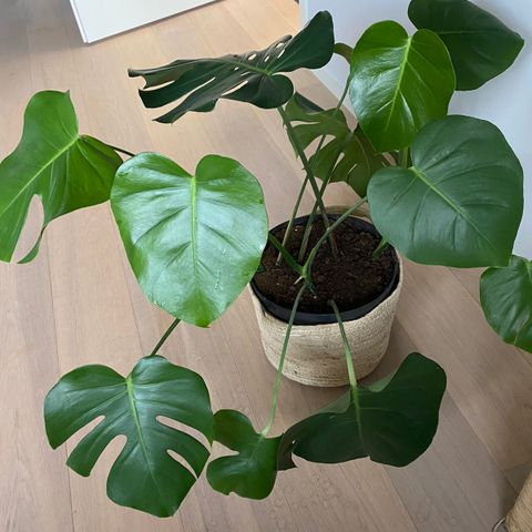 Stor monstera plante