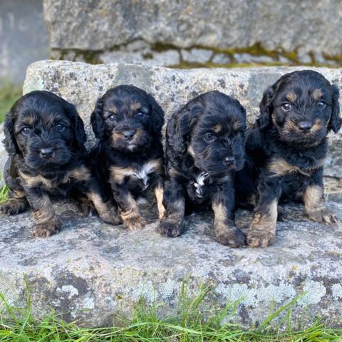 Cavapoo