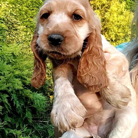 VÅR VAKRE LANA SØKER NYTT HJEM || Engelsk cocker spaniel LILAC TRICOLOR