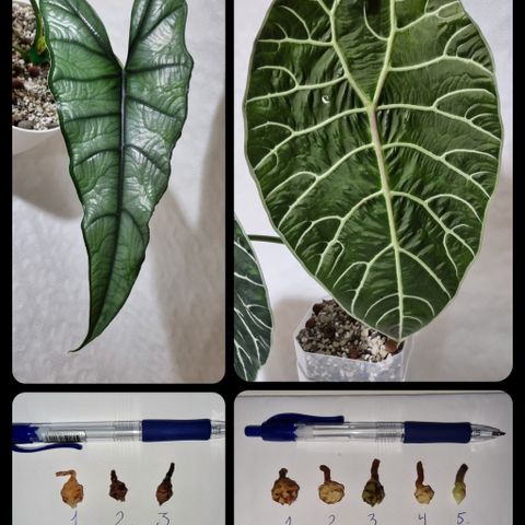 2 igjen! Alocasia Watsoniana knoller