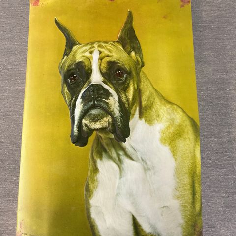 Plakat av hund