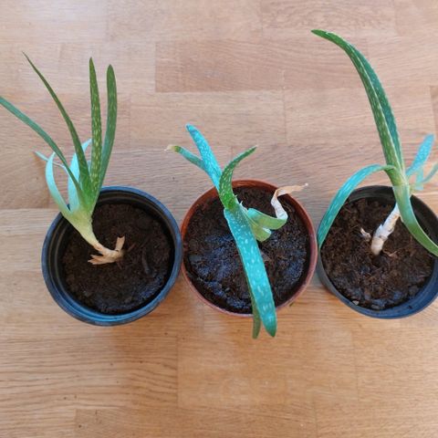 Aloe vera planter/stiklinger