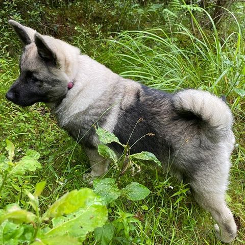 Norsk Elghund Grå valper fra sterke løshundlinjer