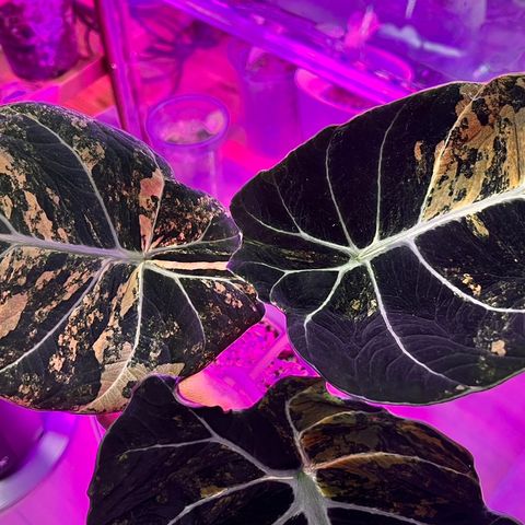 Alocasia black Velvet Gold/aurea (knoller)