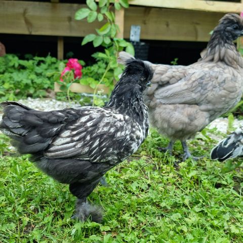 Araucana  / silke  /svensk svart  / Paduan mix kyllinger