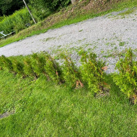 Thuja smaragd