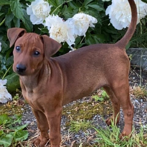 Pinscher tispevalp fra Kennel Zhivarii - leveringsklar✅