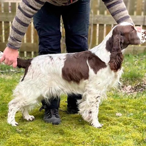 Engelsk springer spaniel valper på knl Millside