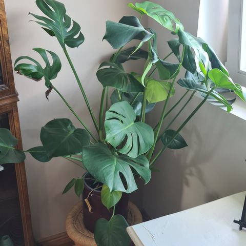 Monstera grønnplante