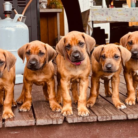 3 Leveringsklare Rhodesian Ridgeback valper