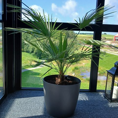 Chamaerops Humilis Dvergpalme