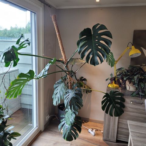 Big form monstera selges!