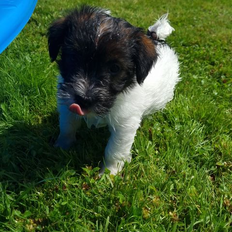 NKK registrerte Jack Russell Terrier valper