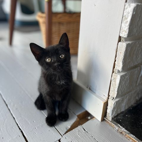 Kattunger klar for nytt hjem i midten av august