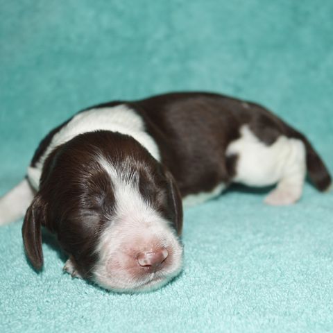 Ledig hannvalp - engelsk springer spaniel