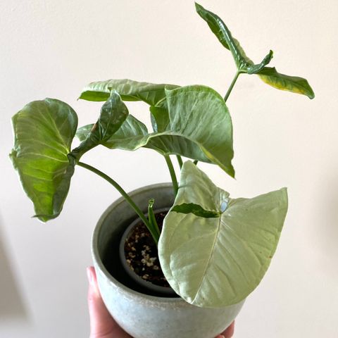 Syngonium Milk Confetti - Hele planter!