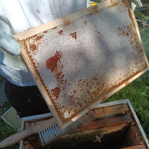 Honning fersk i hele tavler