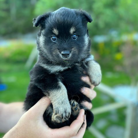 Finsk Lapphund tispe valper