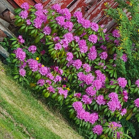 Fin Rhododendron