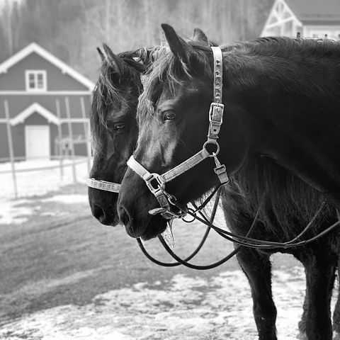 Hest settes ut på helför evt salg