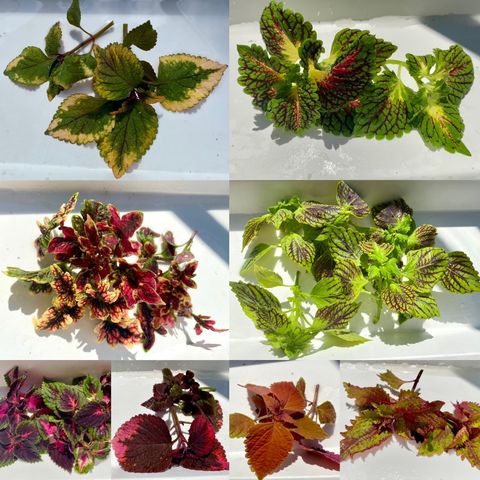 Coleus-/praktspraglepakke (6stk)