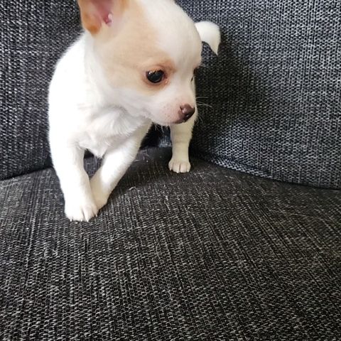 Pomchi- tispevalp